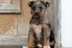 Mascota abandonada
