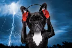 Miedo a ruidos en los perros Miedo a ruidos en el perro