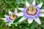 Pasiflora Flor de pasiflora