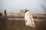 Perro perdido en el campo Pérdida o robo de tu mascota