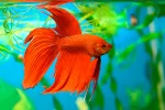 Pez Betta