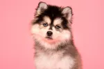 Pomsky, un husky en miniatura Pomsky