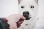 Premios saludables que puedes darle a tu perro