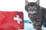 Primeros auxilios para gatos Gato tumbado junto a un botiquín