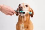 Problemas dentales en el perro Perro con un cepillo de dientes