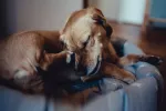 Enfermedades de la piel en perros Problemas en la piel en perros