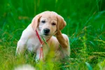 Mascota con pulgas ¿Tu mascota tiene pulgas?