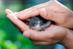 Qué hacer si encuentras un pájaro herido Un hombre sostiene a un pájaro herido entre sus manos