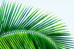 Saw palmetto, un remedio tradicional para la próstata Saw palmetto