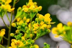 Planta de sen o cassia Sen, laxante herbario contra el estreñimiento pertinaz