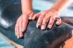Talasoterapia y algoterapia para personas mayores Mujer recibe una sesión de talasoterapia