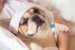 Tos de las perreras, cuidados del perro con gripe Tos de las perreras, cuidados del perro con gripe