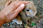 Tularemia Tularemia