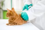 Vacunación de los gatos domésticos Un veterinario vacuna a un gato