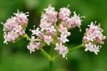 Valeriana La valeriana, propiedades