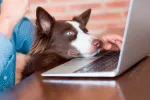 Adopción de animales por internet Persona en internet para adoptar una mascota