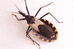 Transmisor de la enfermedad de Chagas
