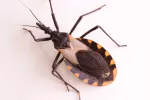Transmisor de la enfermedad de Chagas