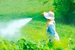 Mujer embarazada fumigando con pesticidas