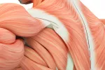 Identifican una nueva enfermedad muscular: la mioglobinopatía Ilustración 3d sobre una enfermedad muscular