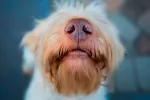 Los perros podrían detectar un ataque de epilepsia por el olfato Olfato del perro