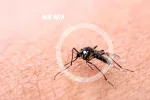 Mosquito causante de la malaria