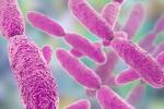 Klebsiella, una peligrosa bacteria multirresistente