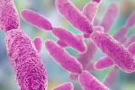 Klebsiella, una peligrosa bacteria multirresistente