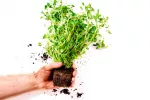 Propiedades de la mejorana y beneficios para la salud La saludable planta de la mejorana