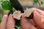 Finger lime o caviar cítrico