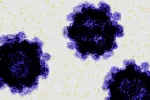 Hallan un potente anticuerpo que inhibe múltiples cepas de norovirus Cepas de norovirus