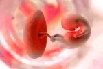 Las funciones de la placenta Placenta en el útero materno