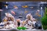 Cómo limpiar tu acuario