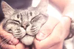 Acariciar a perros o gatos cada día permite reducir el estrés Chica acariciando a un gato para reducir su nivel de estrés