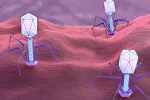 Fagoterapia: virus come bacterias Fagoterapia