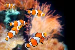 Pez payaso, el verdadero Nemo Pez payaso