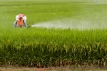 Persona fumigando un campo de cultivo