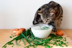 Alimentos que no debe comer un gato