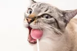 Qué alimentos están prohibidos para un gato Dulces prohibidos para los gatos
