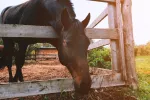Caballo comiendo