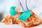 Tratamiento de la insuficiencia renal del gato