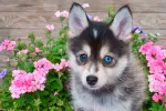 Alimentación e higiene del pomsky Pomsky cepillado