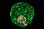 Embrión sintético para estudiar la creación de órganos