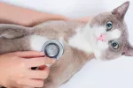 Un nuevo virus puede estar causando cáncer de hígado en gatos Virus que afecta al hígado de los gatos