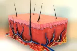 Logran imprimir en 3D piel viva completa con vasos sanguíneos Impresión 3d de piel
