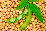 Soja, la reina de las proteínas Soja