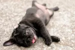 Síntomas de ahogamiento en la mascota Mascota ahogándose