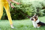 Castigar al perro con gritos les causa estrés y les hace pesimistas Mujer educando a su perro con gritos