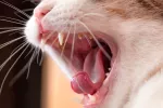Gingivoestomatitis crónica felina Gingivoestomatitis crónica en el gato