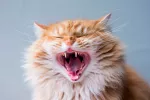 Síntomas de la gingivitis crónica felina